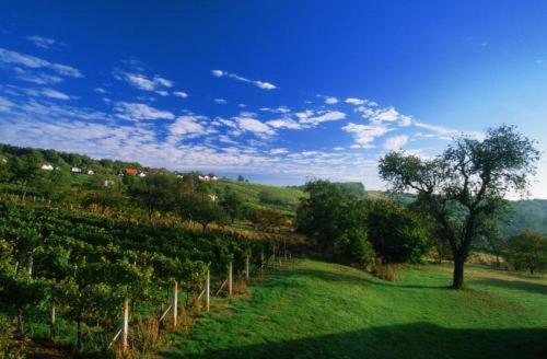 Gasthof Hotel Zum Weinberg Kohfidisch Екстериор снимка